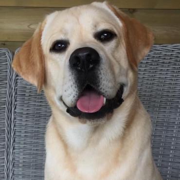 Boris de labrador