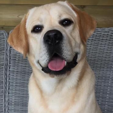 Boris de labrador